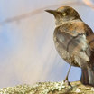 Rusty Blackbird
